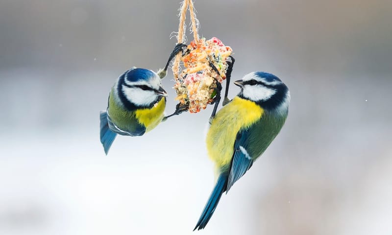 Pimpelmezen aan een vetbol