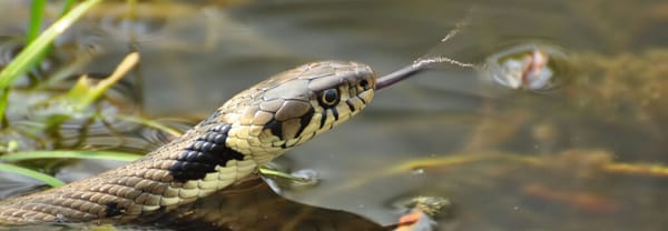 Ringslang Ringslang in het water met dreigende tong