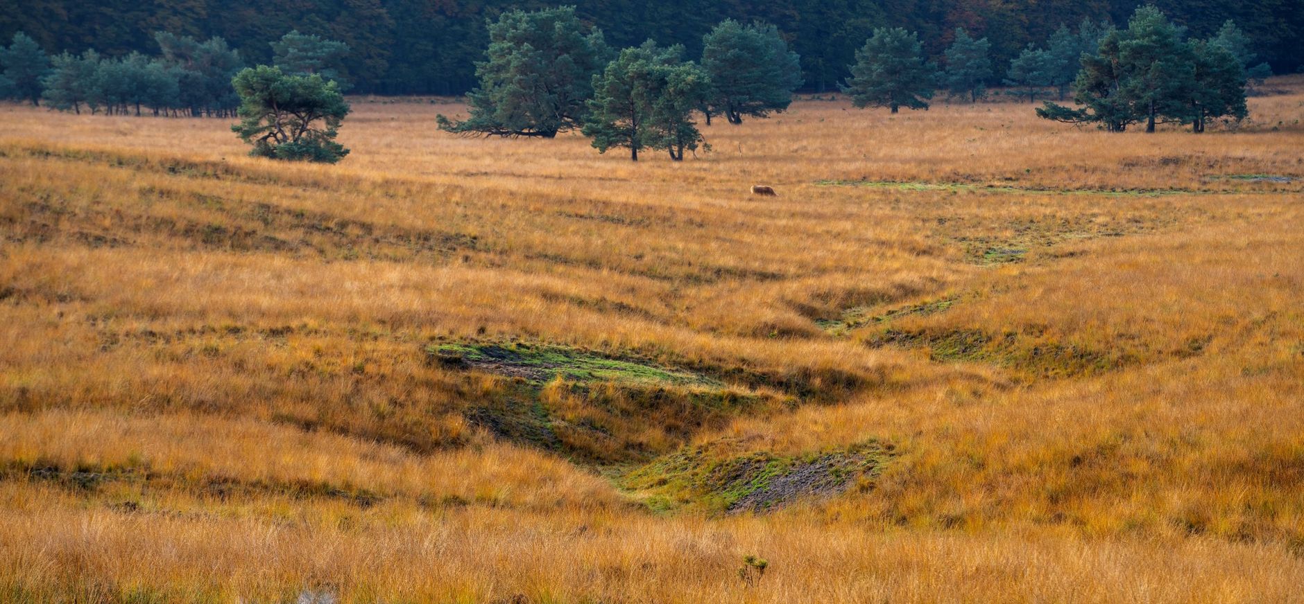 De Terletse heide