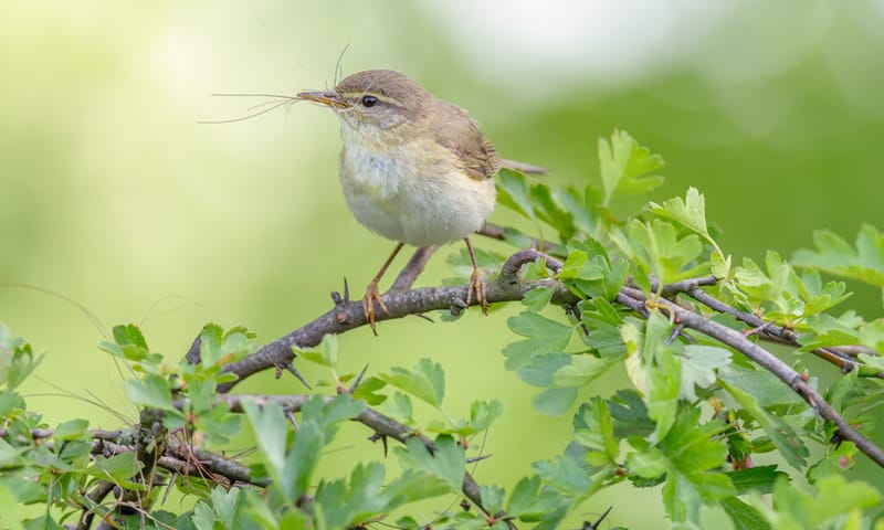 Tjiftjaf in meidoornstruik