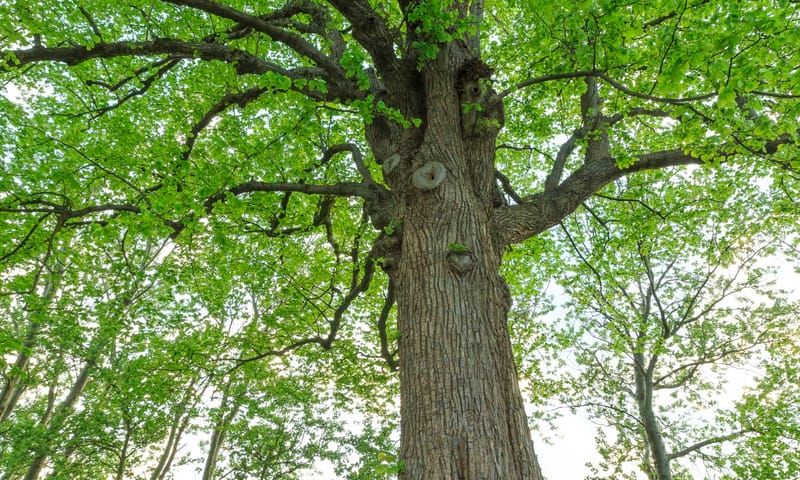 lindeboom