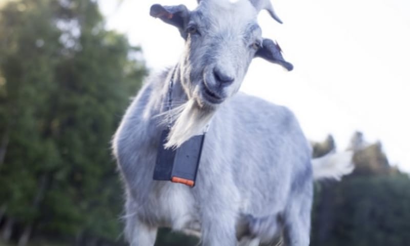 geit met halsband geit met halsband