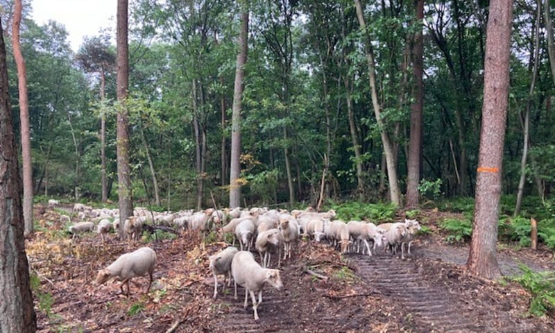 Inzet van schapen voor de nabegrazing