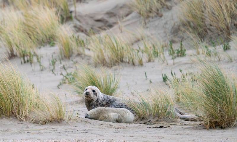 moederdier met zeehondenpup