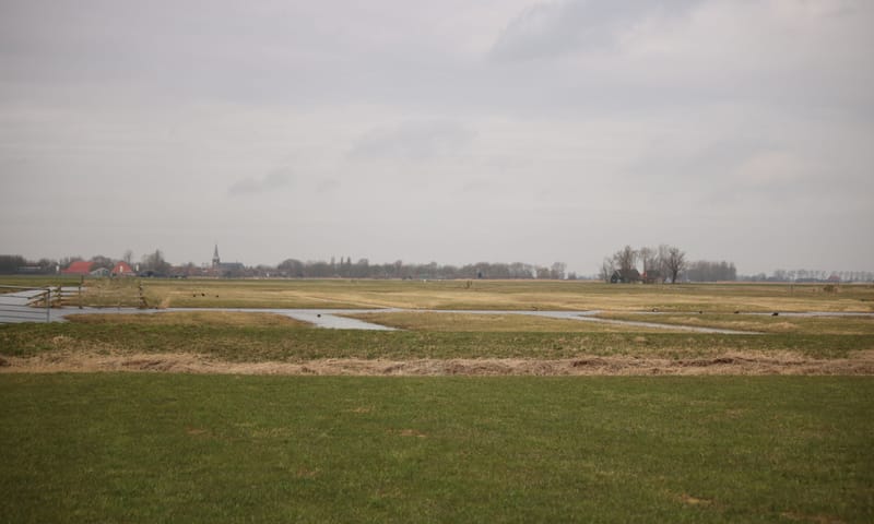 Greidhoeke in het vroege voorjaar Greidhoeke in het vroege voorjaar