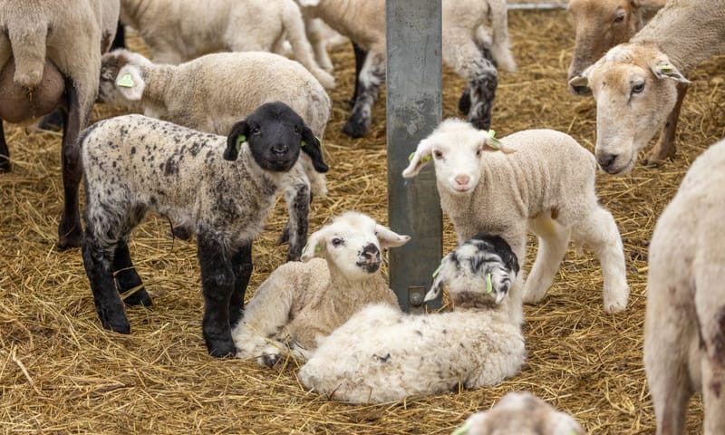 Lammetjes bij Belevenisboerderij Schieveen