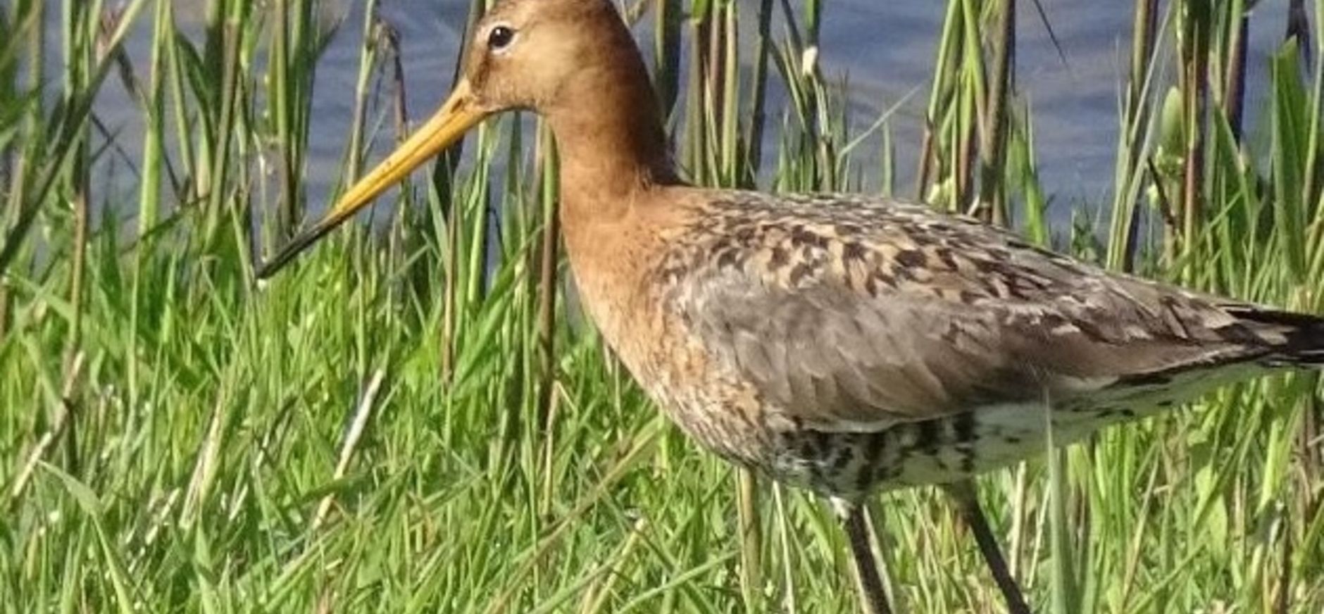 Weidevogels Weidevogels