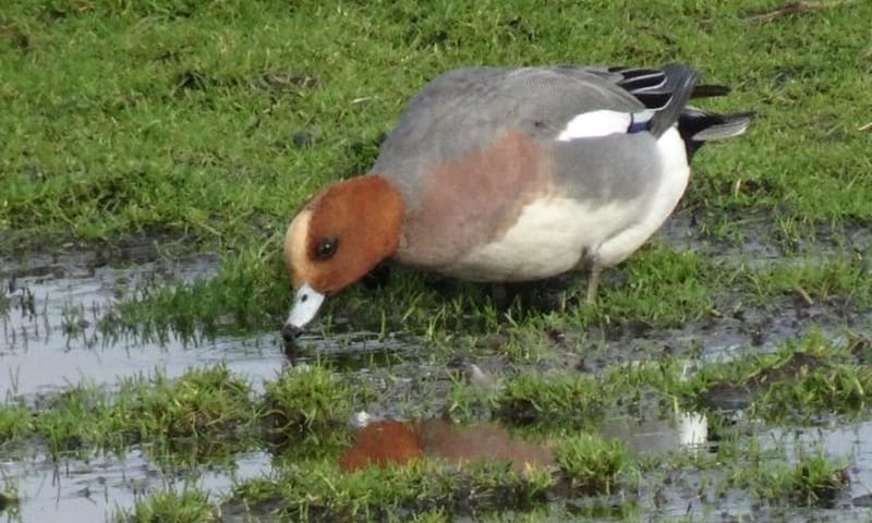 Weidevogels Weidevogels