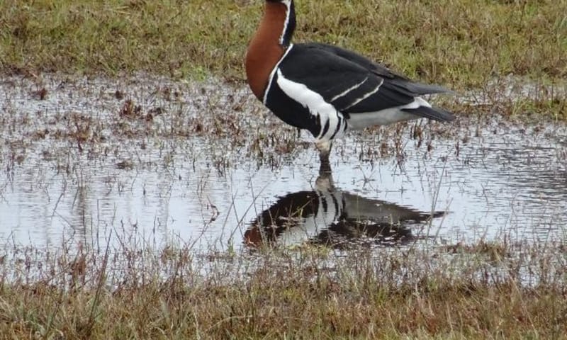 Weidevogels Weidevogels