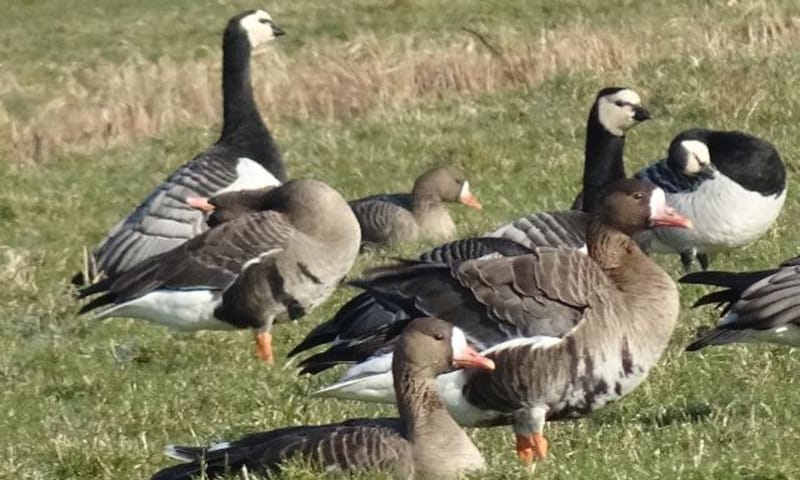 Weidevogels Weidevogels