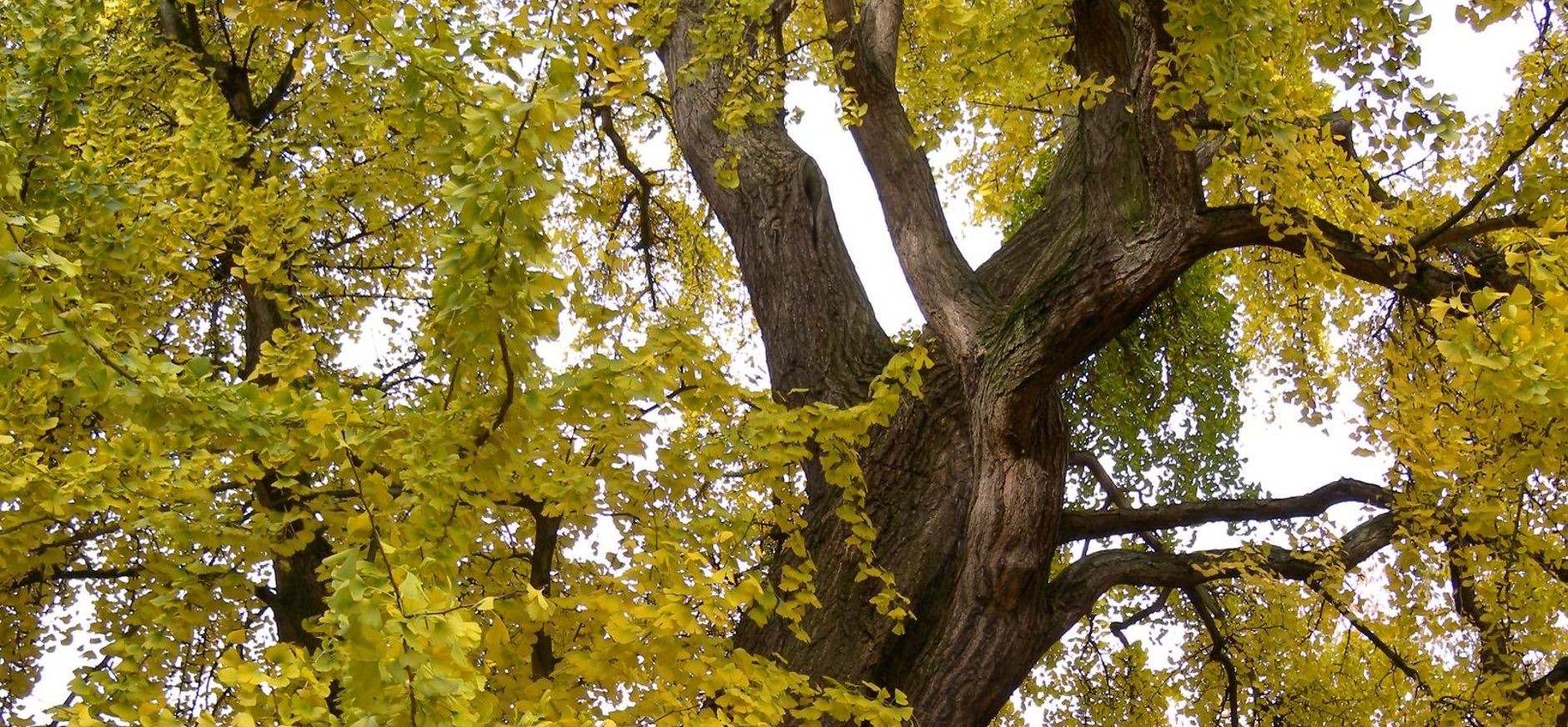 Ginkgo biloba Ginkgo biloba
