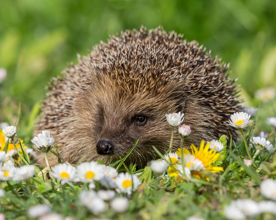 Egel in bloemrijk gazon in een tuin