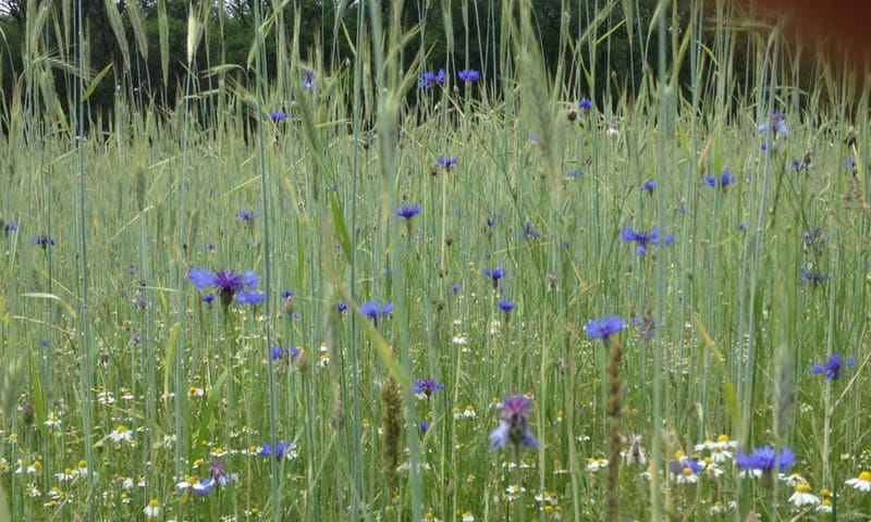 Graanakker met korenbloemen Graanakker met korenbloemen