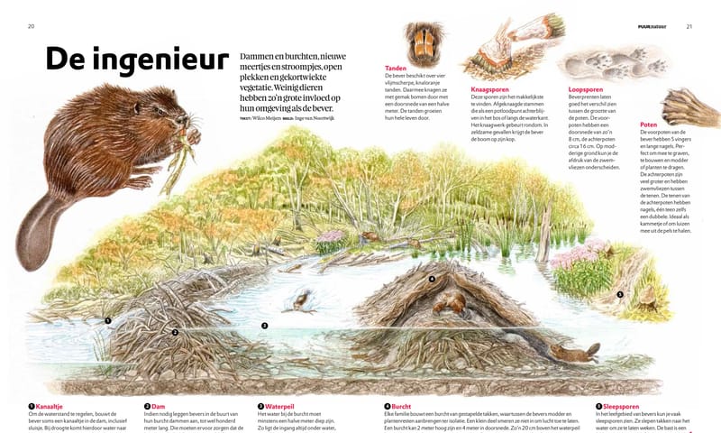 bever illustratie