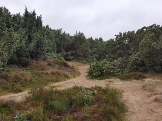 Mantingerveld