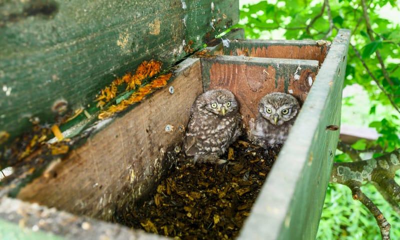 steenuilenkast met martersluis