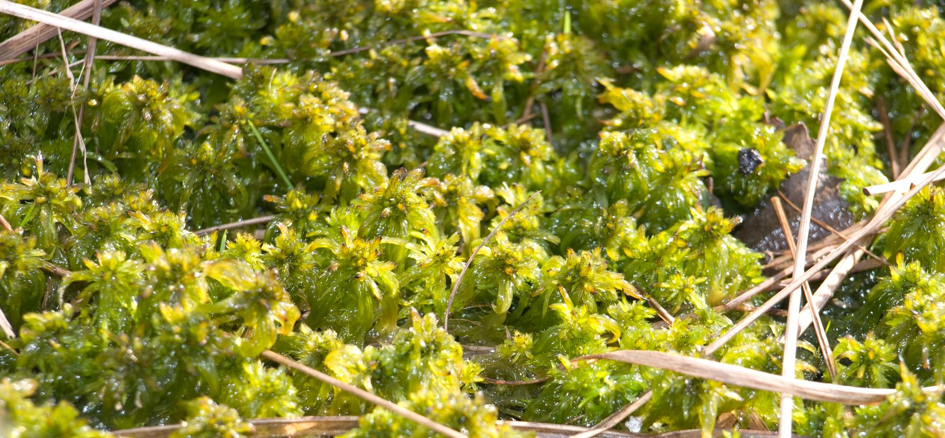 Veenflora in nood Veenmos