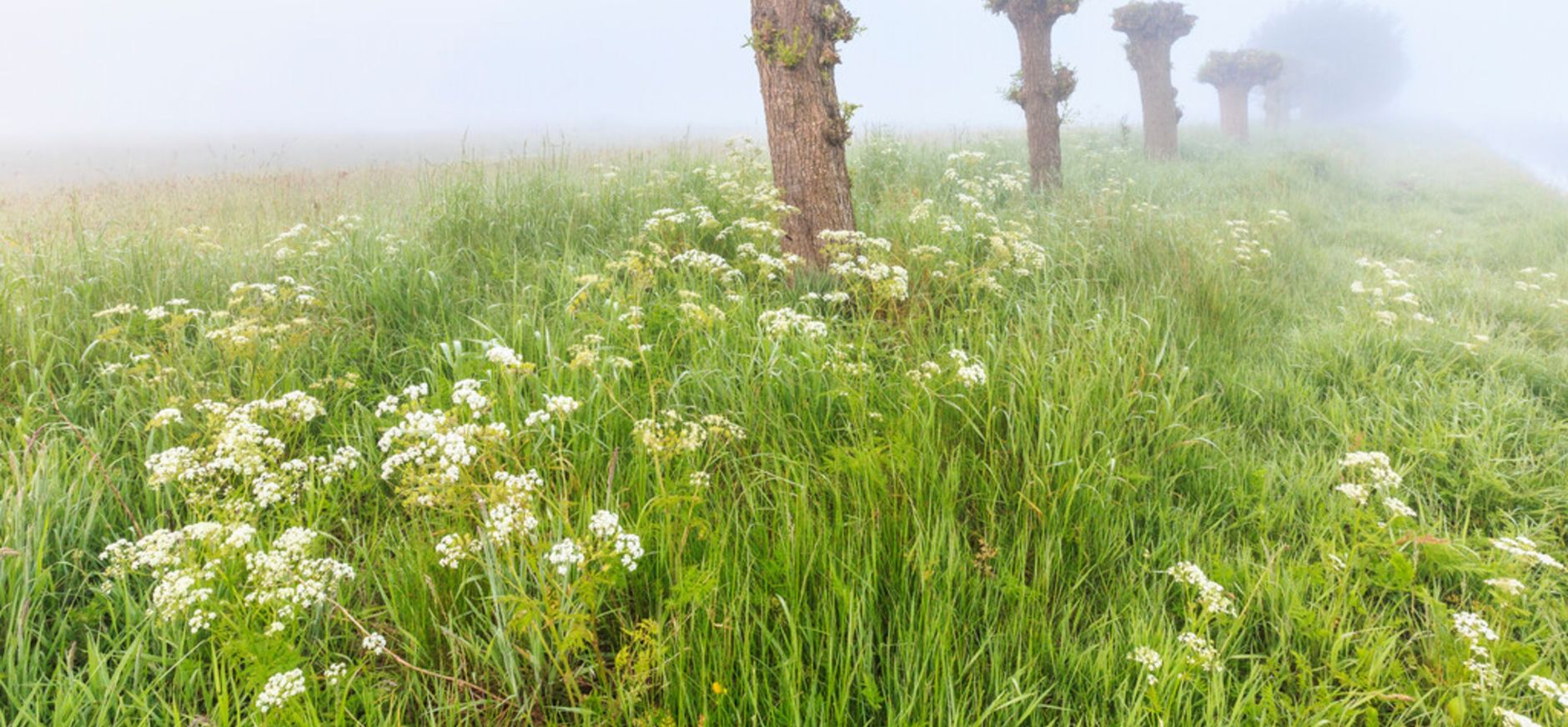 Raalterwoold, fluitekruid, grasland Raalterwoold, fluitekruid, grasland