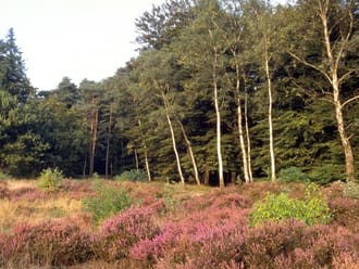 hei kaapse bossen