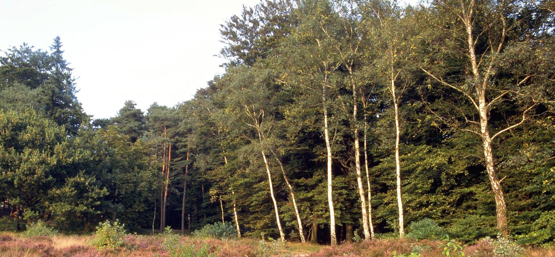 hei kaapse bossen