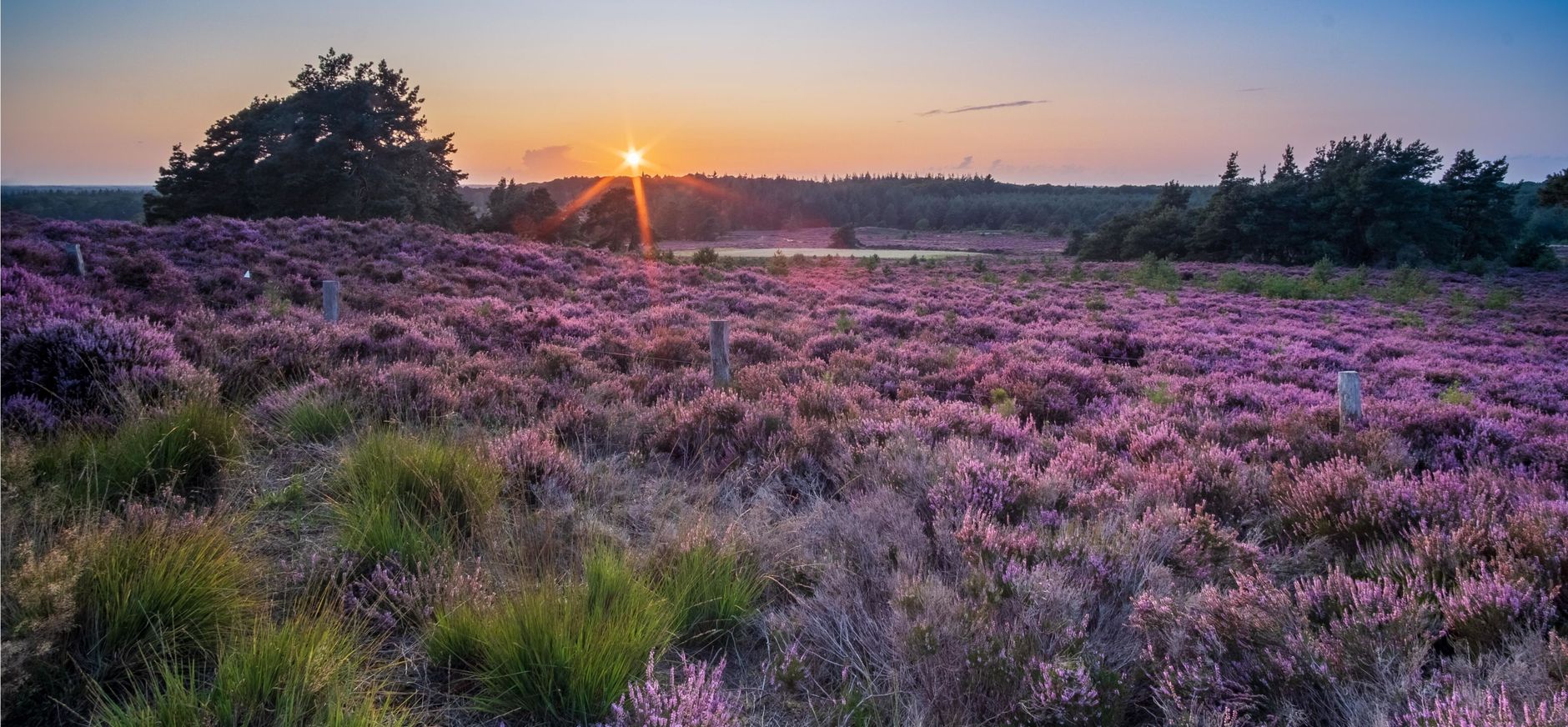 Sprengenberg heide