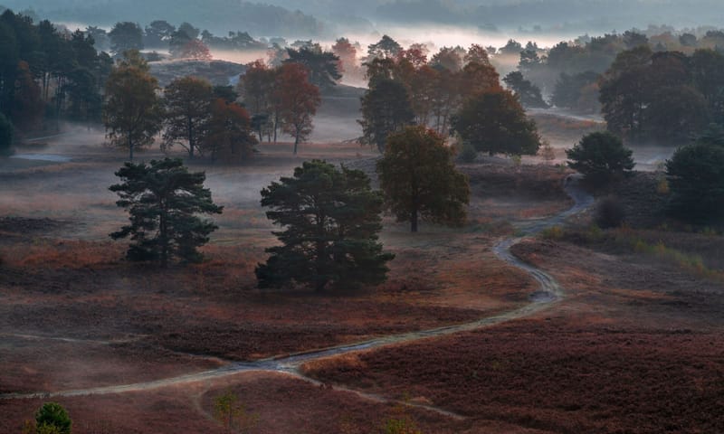 Brunssummerheide Zicht op de Brunssummerheide