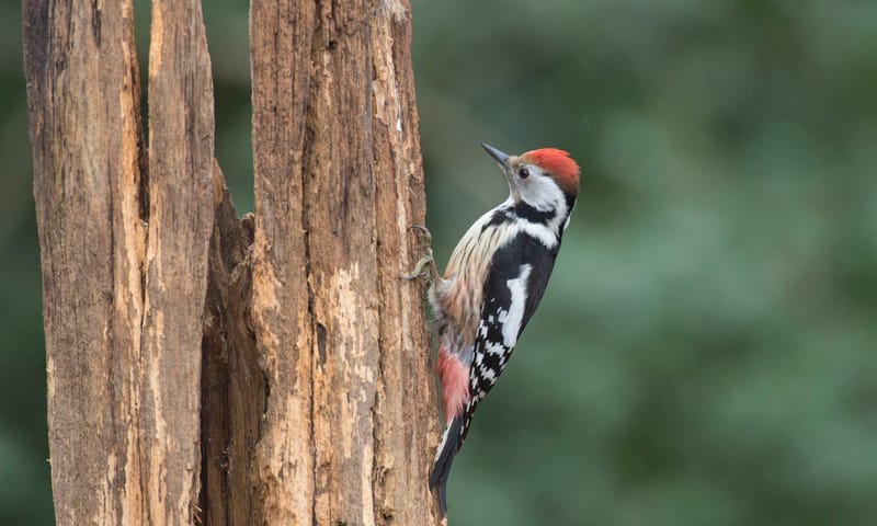 Middelste bonte specht Middelste bonte specht