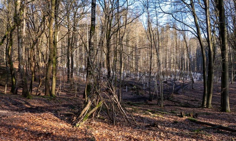 Plantkokers plaatsen Landgoed Sint-Jansberg Plantkokers plaatsen Landgoed Sint-Jansberg