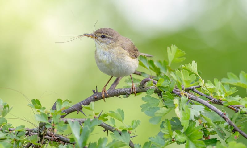 Tjiftjaf profiteert van insecten in de meidoorn Tjiftjaf profiteert van insecten in de meidoorn