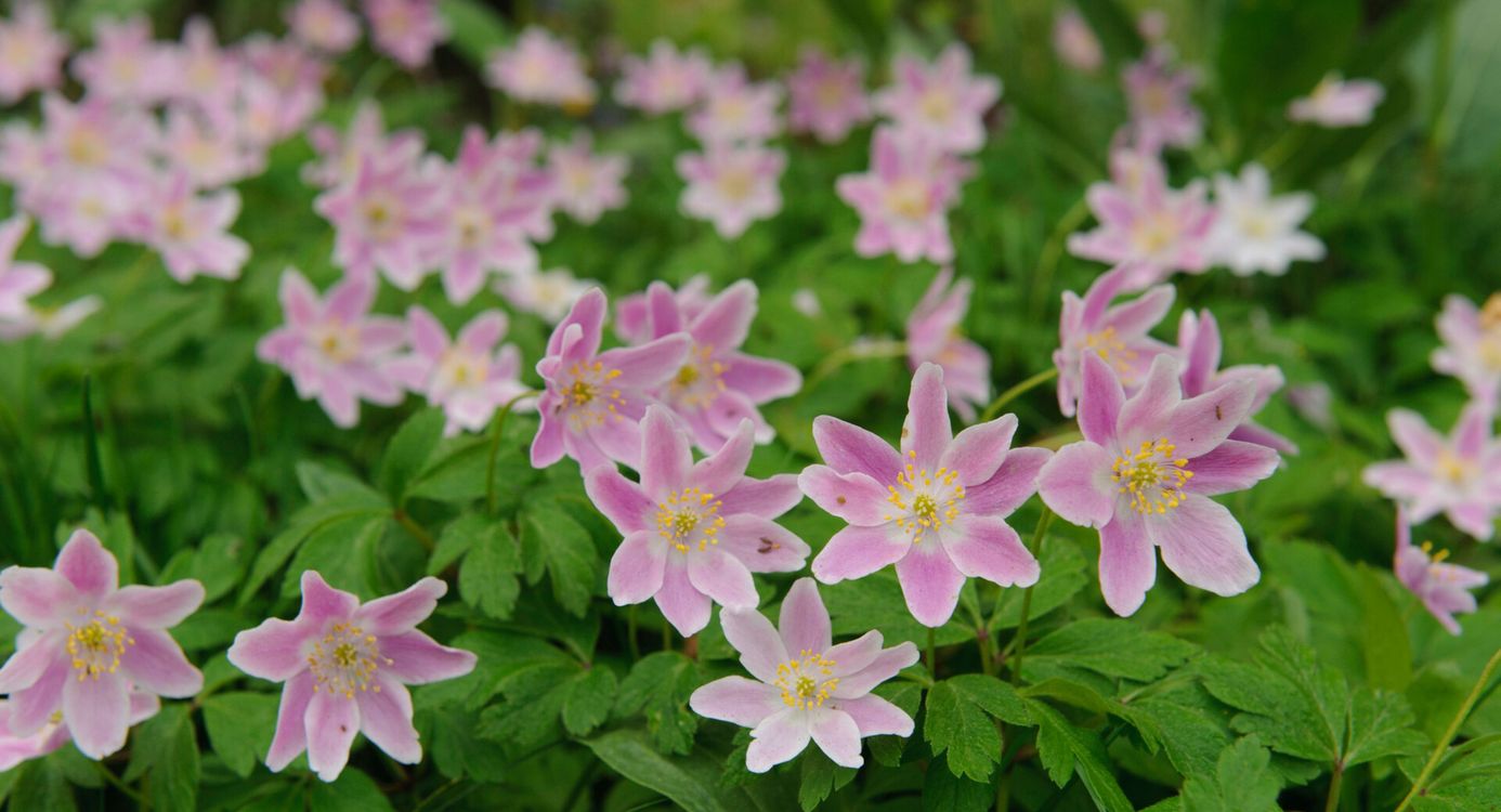 Bloeiende paars-roze bosanemonen