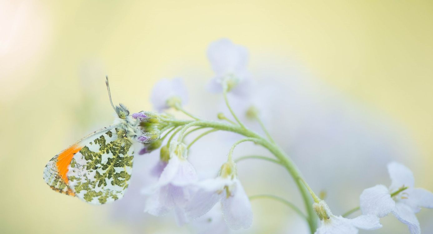 Oranjetipje (vlinder) op pinksterbloem