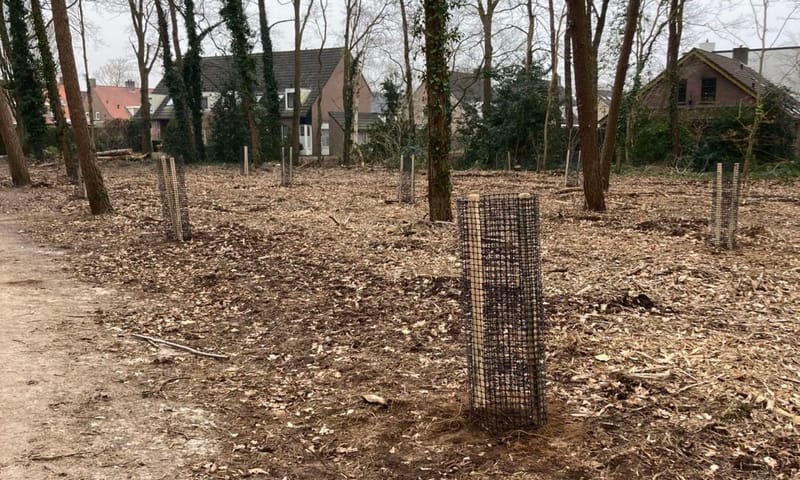 aangeplante boompjes met vraatbescherming aangeplante boompjes met vraatbescherming