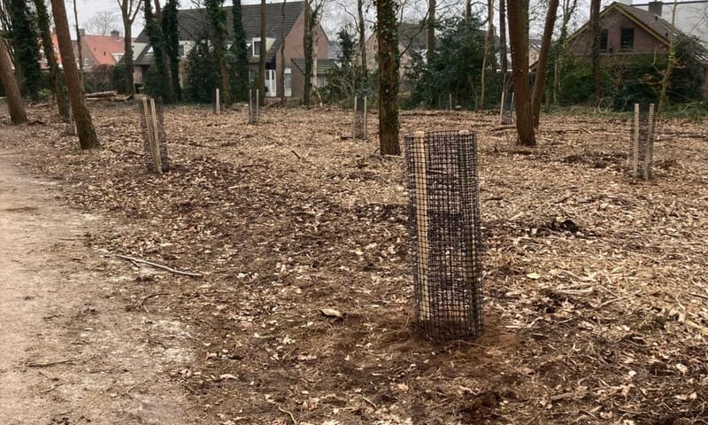 aangeplante boompjes met vraatbescherming aangeplante boompjes met vraatbescherming