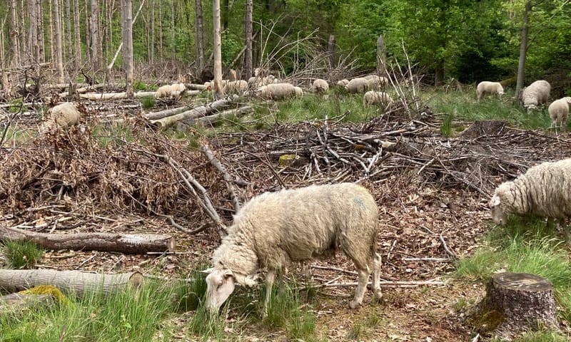 grazende schapen in het bos grazende schapen in het bos