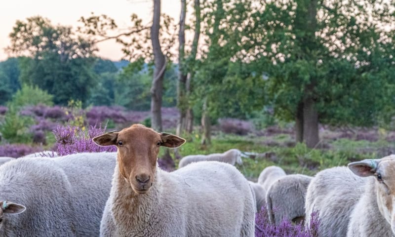 Schapen begrazing Sprengenberg Schapen begrazing Sprengenberg