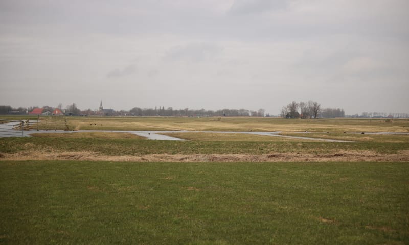 Greidhoeke in het vroege voorjaar Greidhoeke in het vroege voorjaar