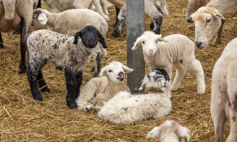 Lammetjes bij Belevenisboerderij Schieveen