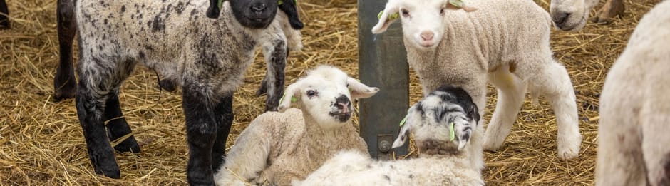 In januari en februari zijn er lammetjes bij Belevenisboerderij Schieveen