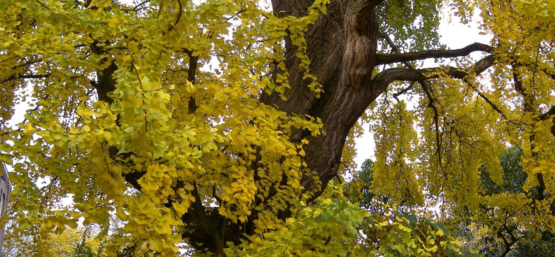 Ginkgo biloba
