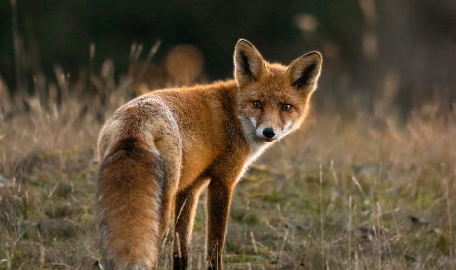 Vos - oktober - Foto van de maand