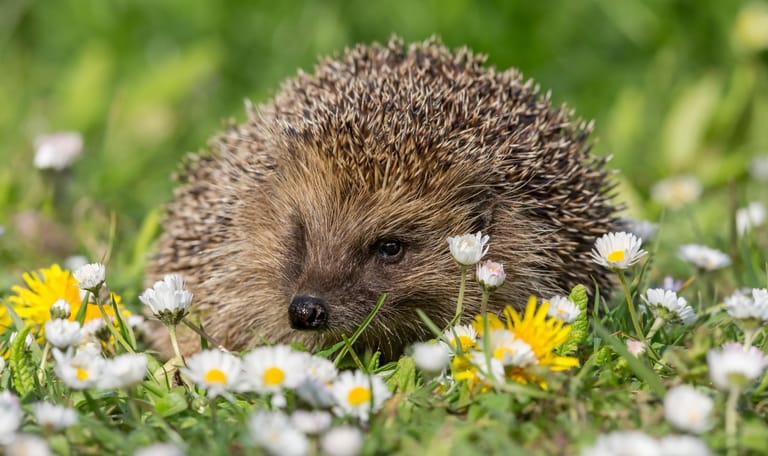 Egel Egel in bloemrijk gazon in een tuin