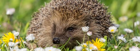 Egel in bloemrijk gazon in een tuin