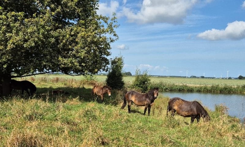 Exmoor pony's in het Harderbos