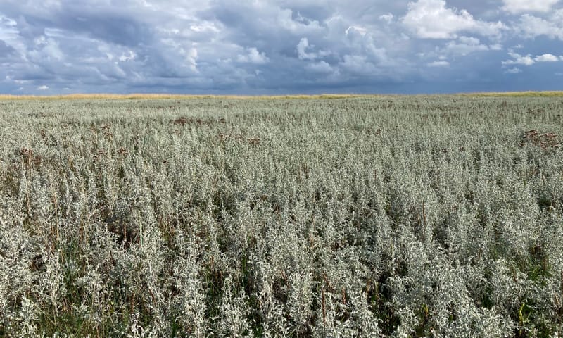 Kwelder Schiermonnikoog paal 14