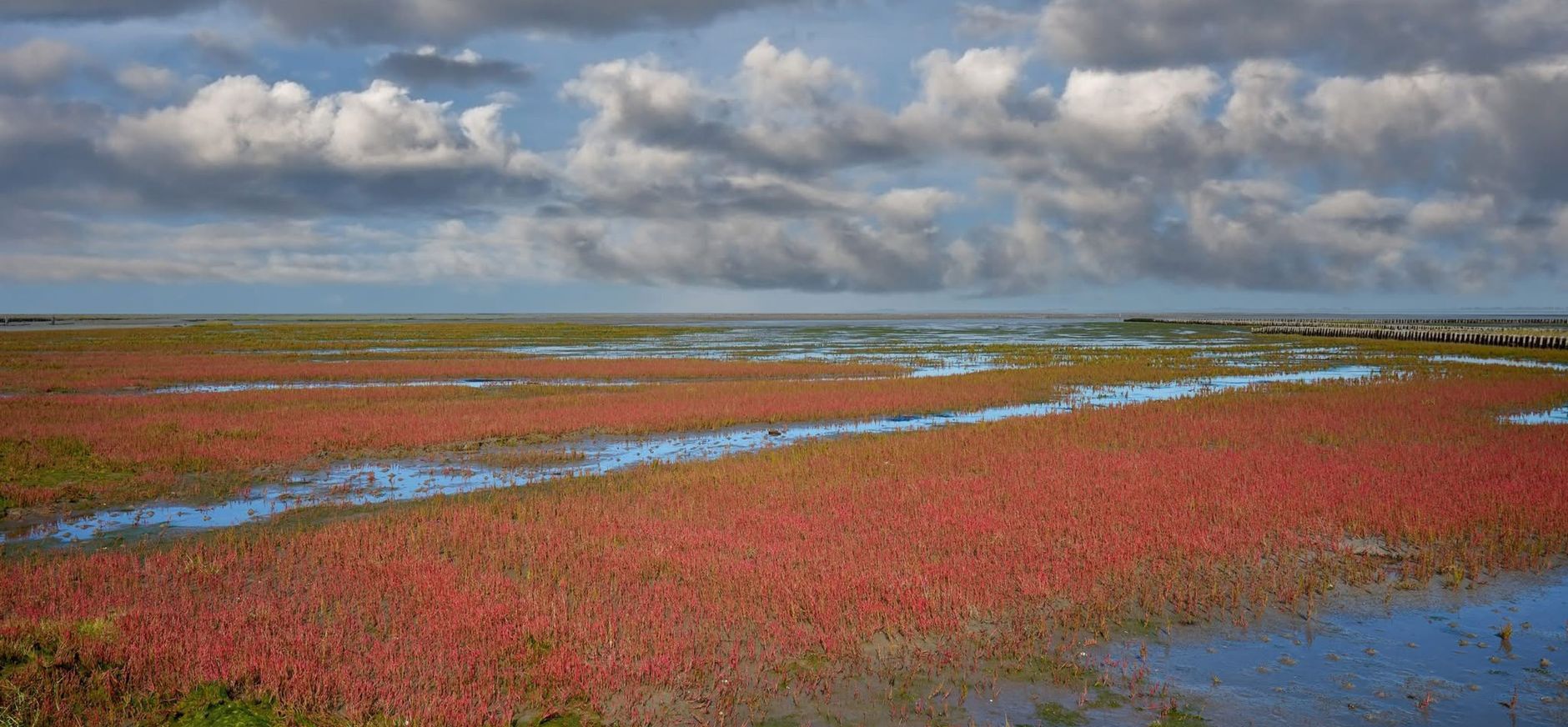 Jonge kwelder op Schiermonnikoog