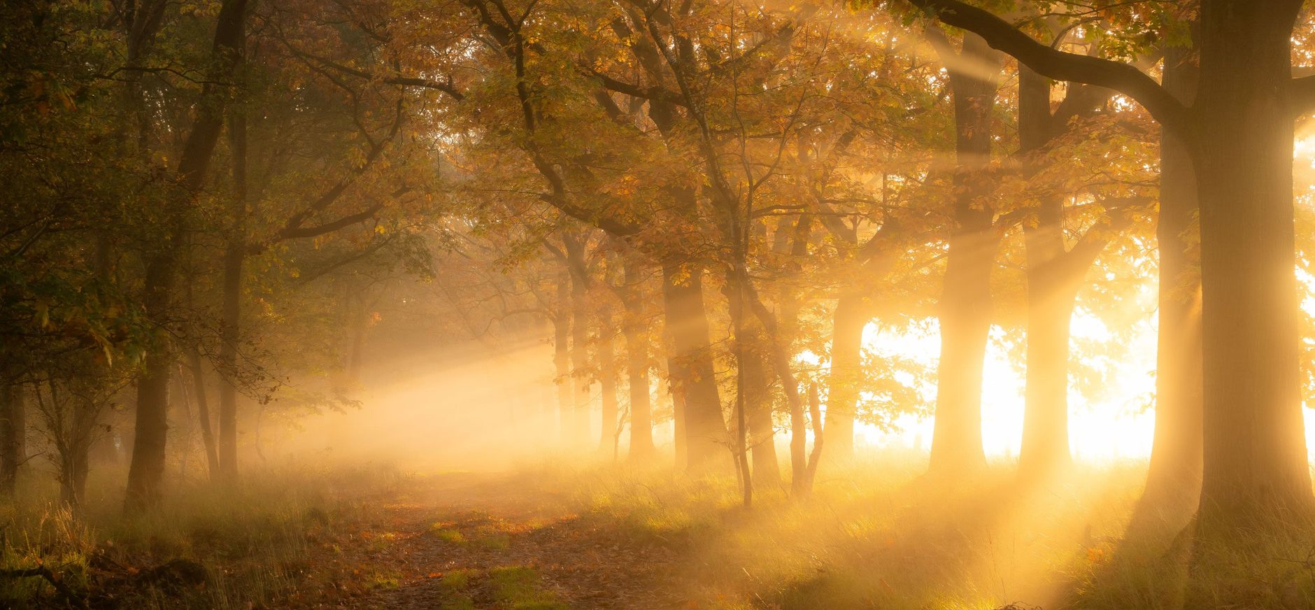 Boomgeheimen Boomgeheimen