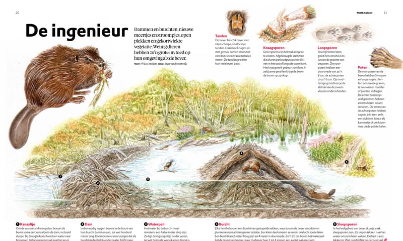 bever illustratie