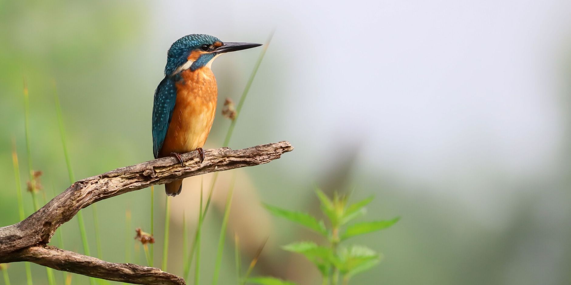 IJsvogel