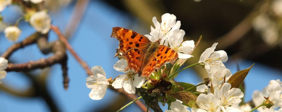 Gehakkelde aurelia op bloesem zoete kers