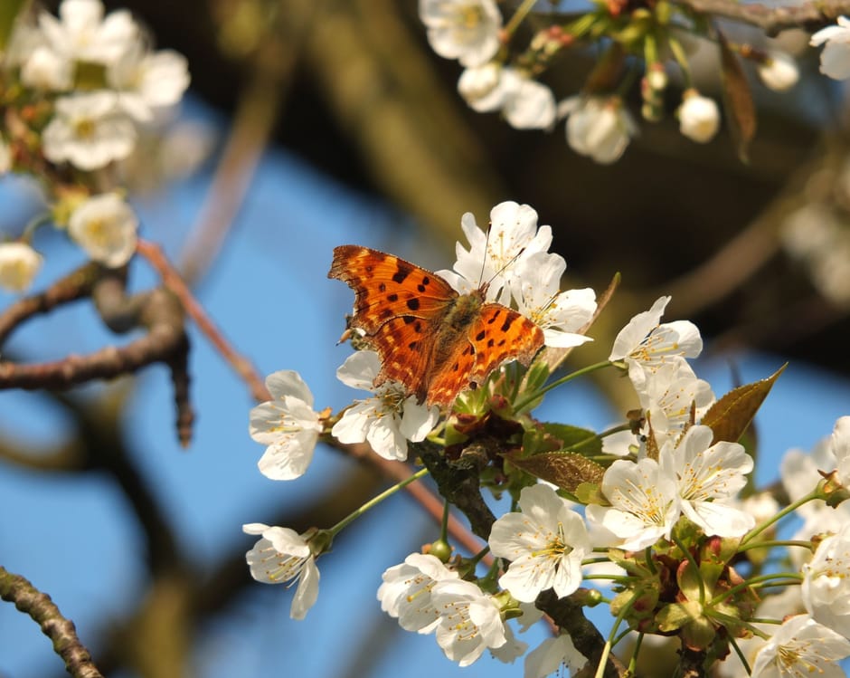 Gehakkelde aurelia op bloesem zoete kers